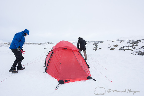 Niels Kooijman and Marcel Huijser pitch the tent, Dovrefjell, No