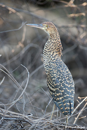 Rufescent tiger heron (Tigrisoma lineatum) juvenile, Pantanal, M