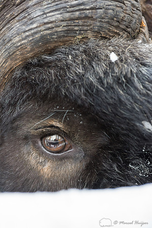 Detail of Muskox  (Ovibos moschatus) in winter, Sweden, captive