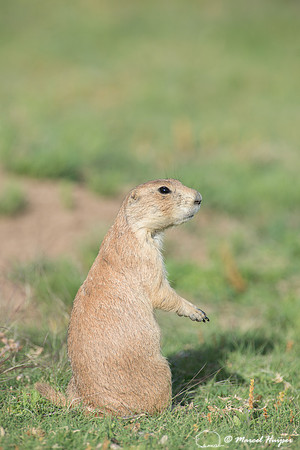 Black-tailed prairie dog (Cynomys ludovicianus), Wyoming, USA