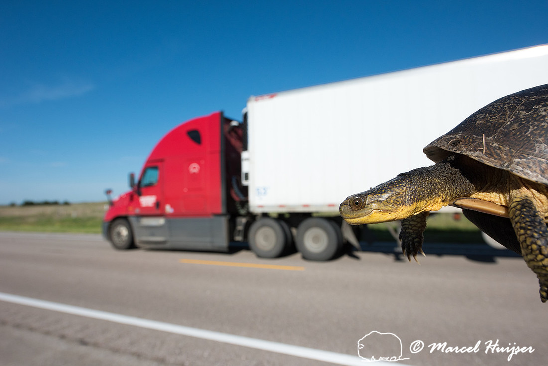 Blanding's turtle (Emydoidea blandingii) previously marked with