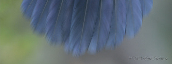 Tail feathers of common raven (Corvus corax), Wyoming, USA