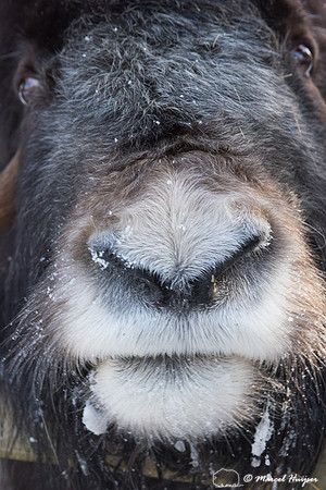 Muskox (Ovibos moschatus), Sweden (captive animal)