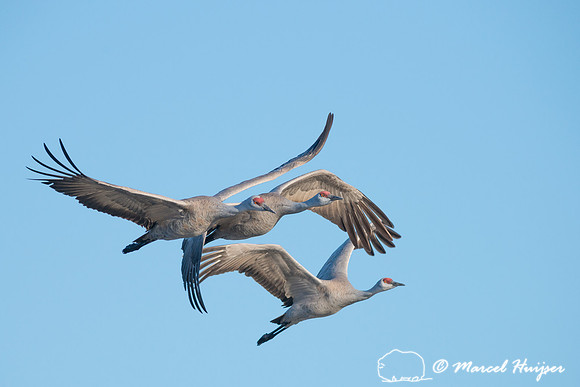 Sandhill cranes (Grus canadensis), Platte River, Nebraska, USA