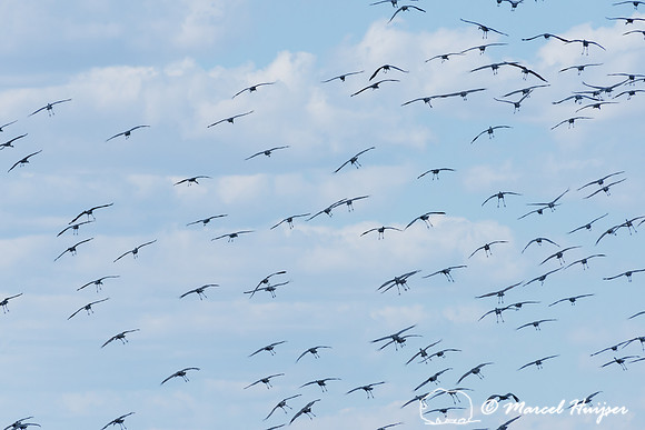 Sandhill cranes (Grus canadensis), Platte River, Nebraska, USA