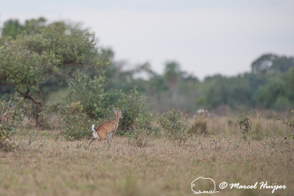 Pampas deer (Ozotoceros bezoarticus), Pantanal, Mato Grosso do S