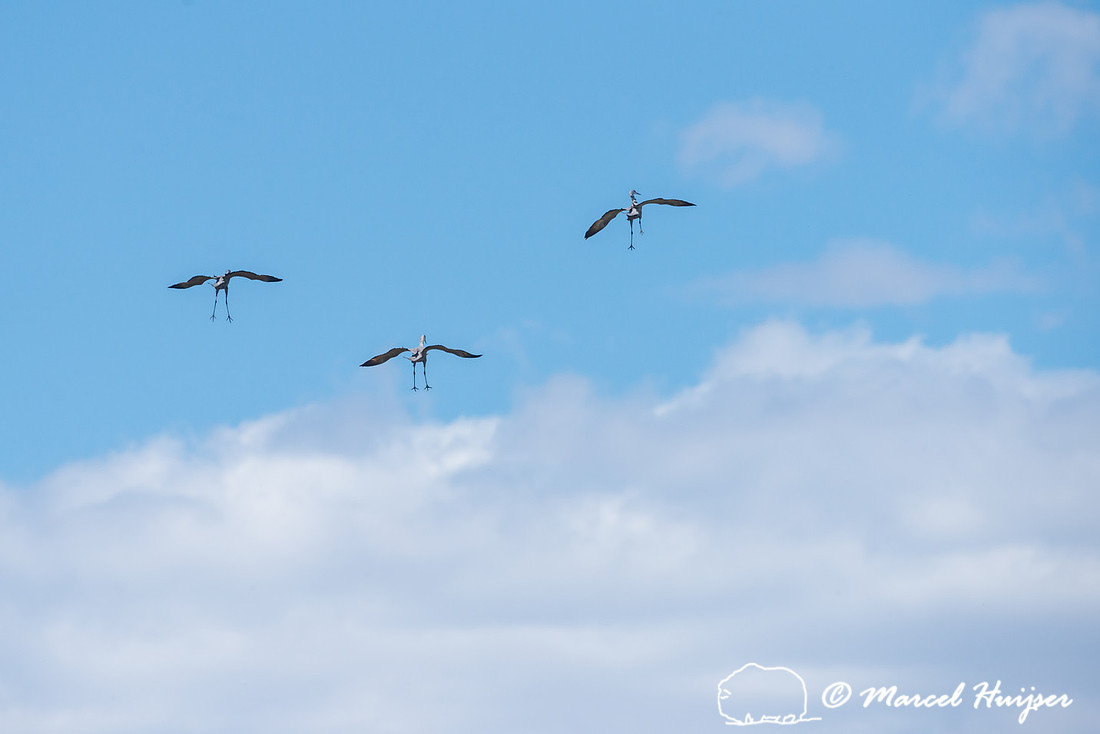 Sandhill cranes (Grus canadensis), Platte River, Nebraska, USA