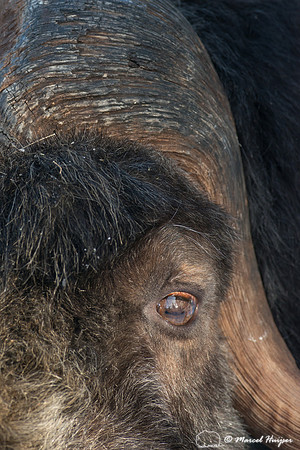 Muskox (Ovibos moschatus), Sweden (captive animal)