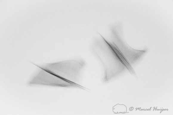 Sandhill cranes (Grus canadensis), Platte River, Nebraska, USA