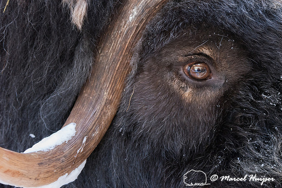Detail of Muskox  (Ovibos moschatus) in winter, Sweden, captive