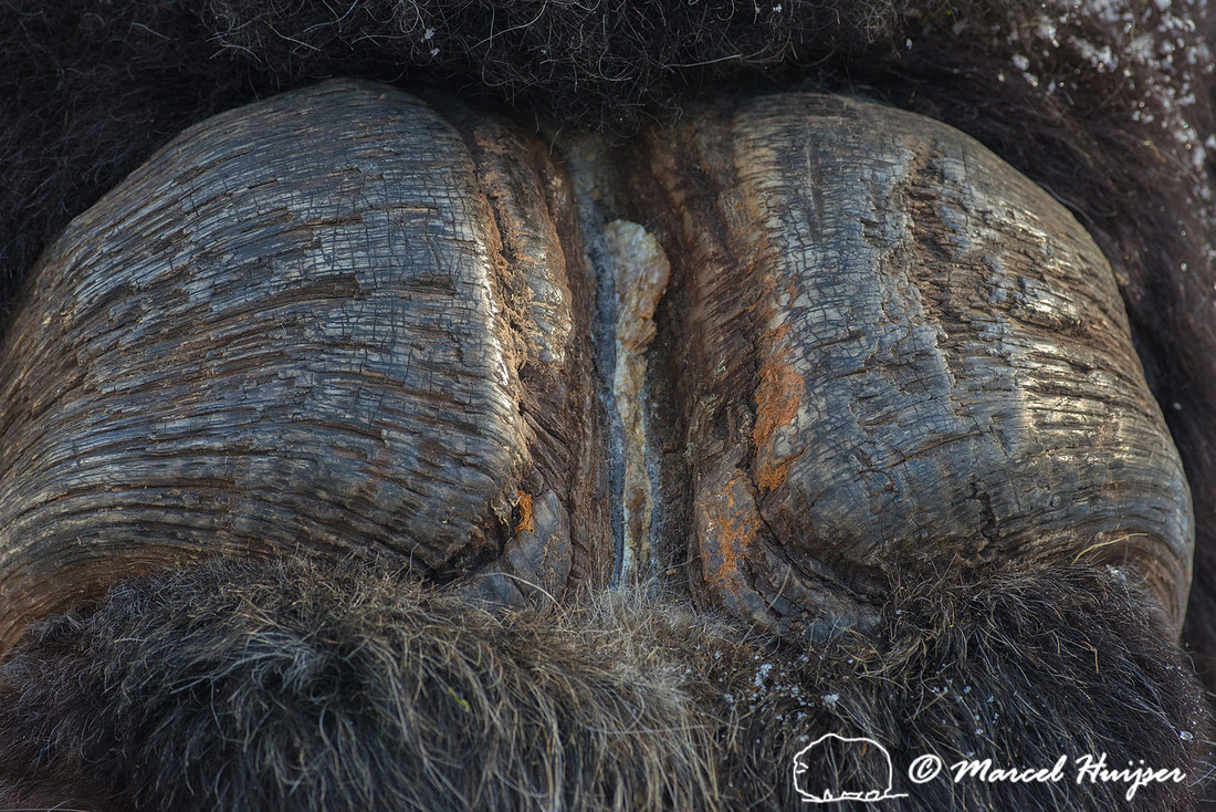Muskox (Ovibos moschatus), Sweden (captive animal)