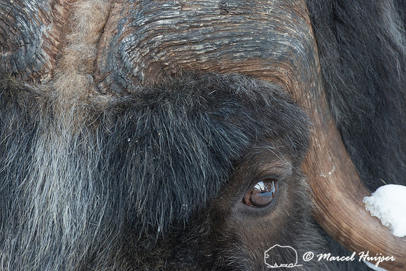 Muskox (Ovibos moschatus), Sweden (captive animal)