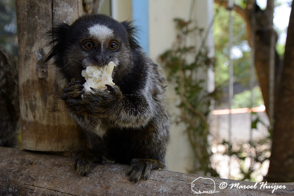 The receptionist from the Hotel Chapadão da Canastra feeds banana to black-tufted marmosets (Callithrix penicillata), São Roque de Minas and Parque Nacional da Serra da Canastra, Minas Gerais, Brazil