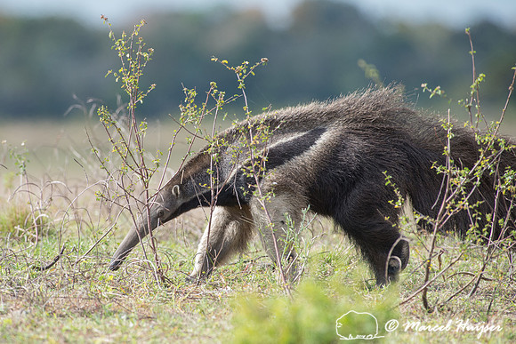 Giant anteater (Myrmecophaga tridactyla), Pantanal, Mato Grosso