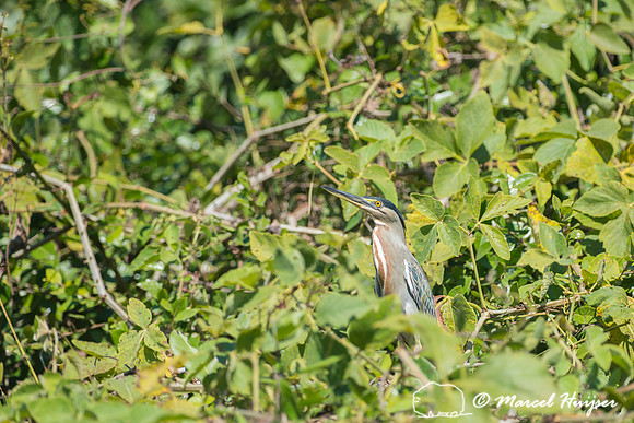 Striated heron (Butorides striata), Pantanal, Mato Grosso do Sul