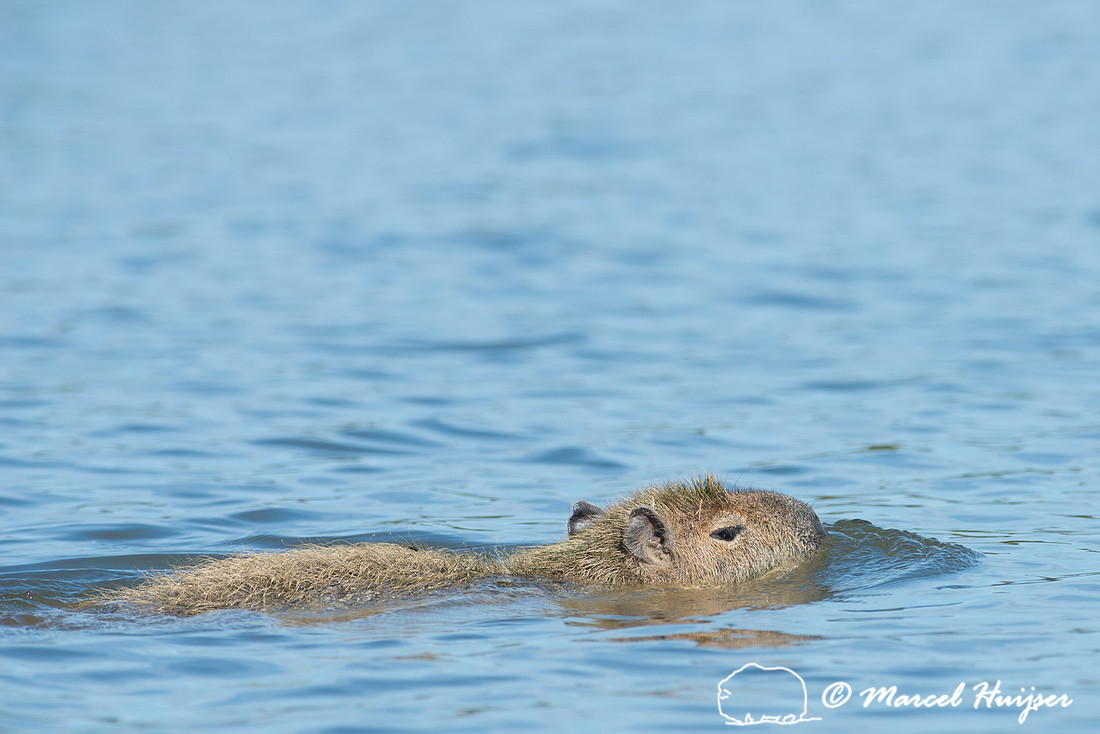 Capybara (Hydrochoerus hydrochaeris), Pantanal, Mato Grosso do S