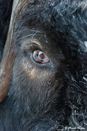 Detail of Muskox  (Ovibos moschatus) in winter, Sweden, captive