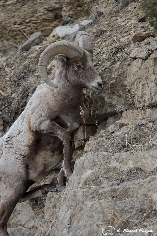 Bighorn sheep ram (Ovis canadensis) jumping on cliff, Wyoming, U