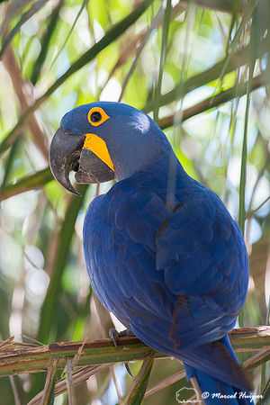 Hyacinth macaw (Anodorhynchus hyacinthinus), Pantanal, Mato Gros