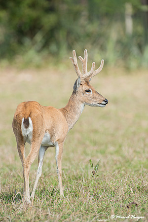 Pampas deer (Ozotoceros bezoarticus), Pantanal, Mato Grosso do S