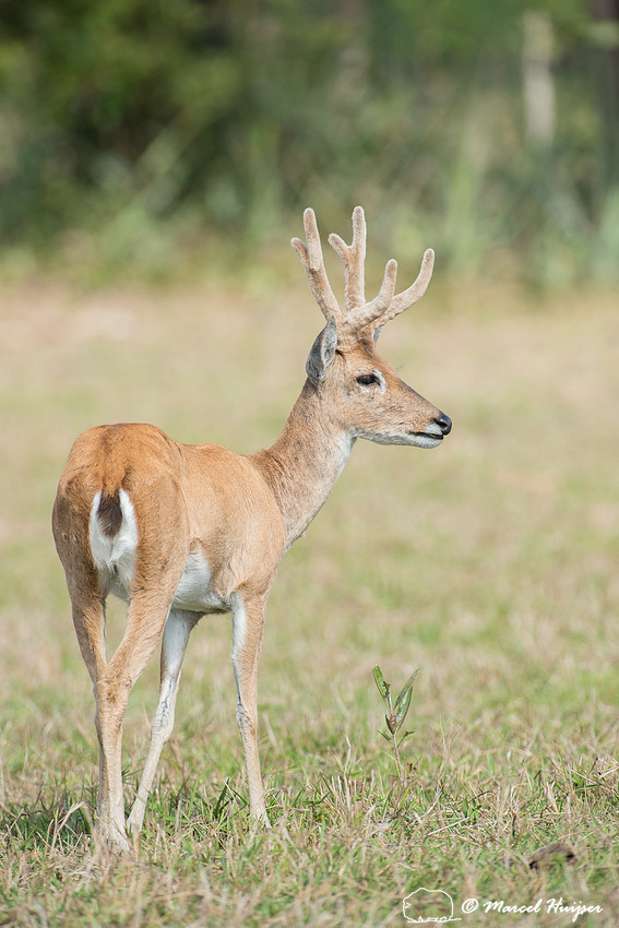 Pampas deer (Ozotoceros bezoarticus), Pantanal, Mato Grosso do S