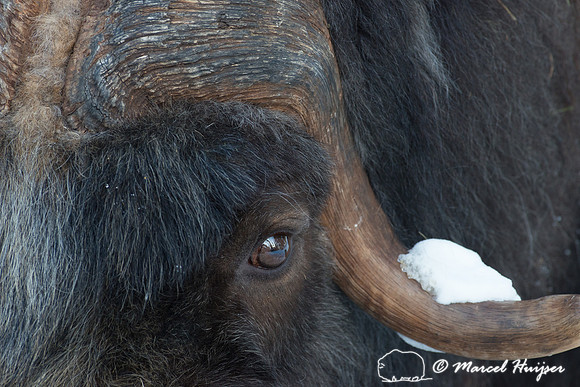 Muskox (Ovibos moschatus), Sweden (captive animal)