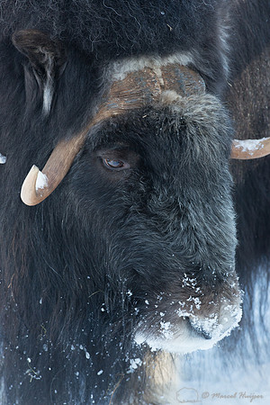 Muskox (Ovibos moschatus), Sweden (captive animal)