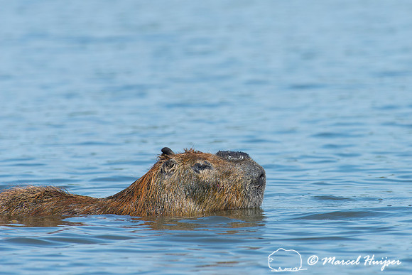 Capybara (Hydrochoerus hydrochaeris), Pantanal, Mato Grosso do S
