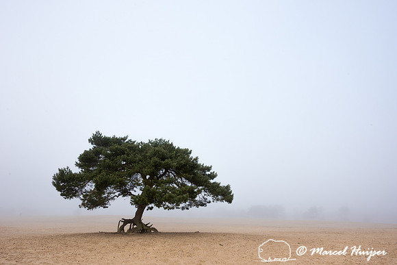 Lone scots pine (Pinus sylvestris) tree in the fog in inland san