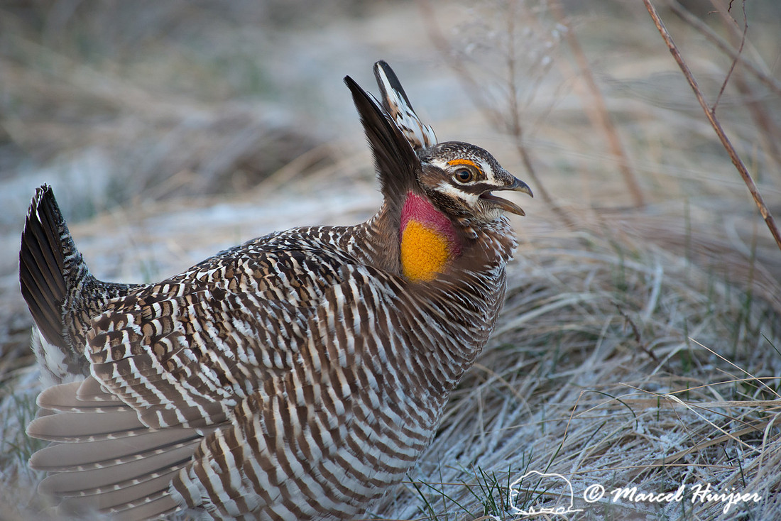 Greater prairie chicken (Tympanuchus cupido), Nebraska