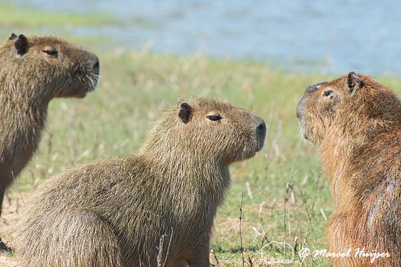 Capybara (Hydrochoerus hydrochaeris), Pantanal, Mato Grosso do S