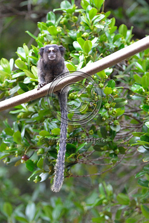 Black-pencilled marmoset (Callithrix penicillata) looking for traffic before crossing at grade right under the canopy crossing, ESALQ campus, Piracicaba, São Paulo, Brazil