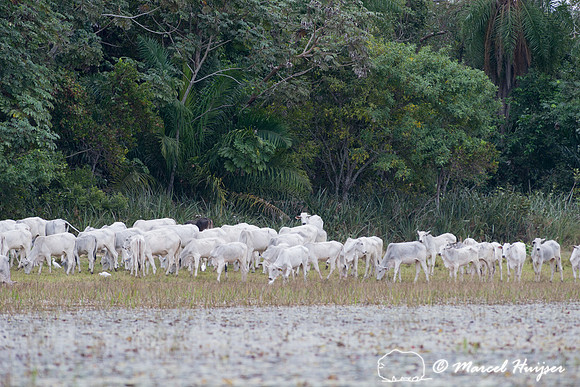 Cattle, Pantanal, Mato Grosso do Sul, Brazil
