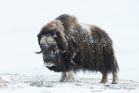 Muskox bull (Ovibos moschatus) in winter, Dovrefjell, Norway