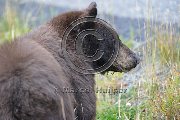 Black bear (Ursus americanus) next to road, Wyoming, USA