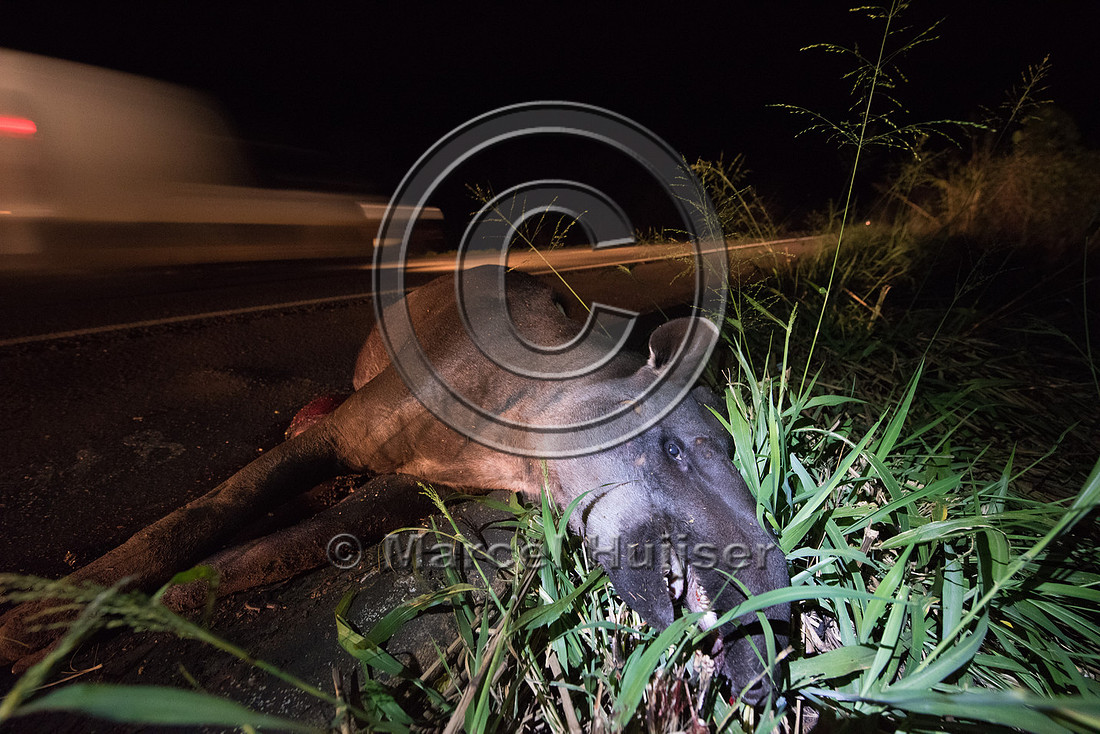 South American tapir (Tapirus terrestris) roadkill, Mato Grosso