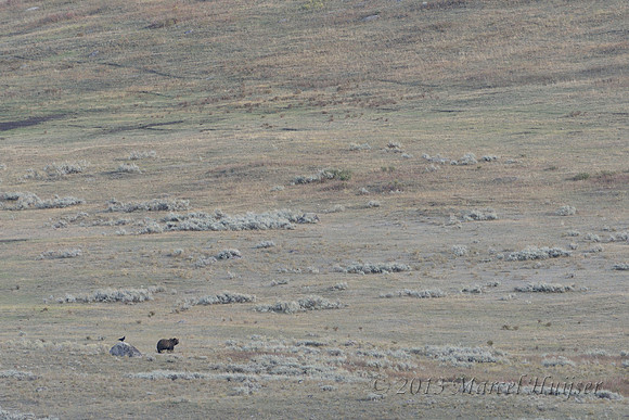 Grizzly bear (Ursus arctos) and raven (Corvus corax), Wyoming, USA