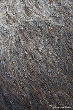 Muskox (Ovibos moschatus), Sweden (captive animal)