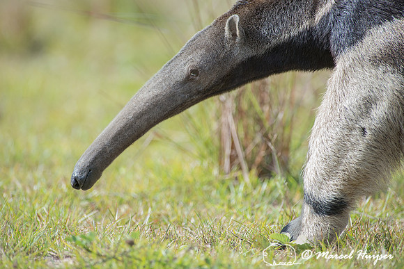 Giant anteater (Myrmecophaga tridactyla), Pantanal, Mato Grosso