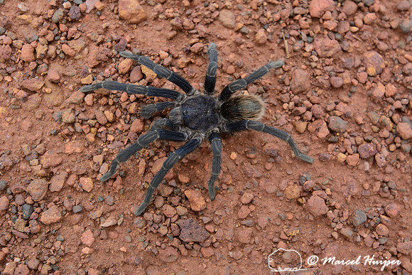 Spider, Parque Nacional Serra da Canastra, Minas Gerais, Brazil