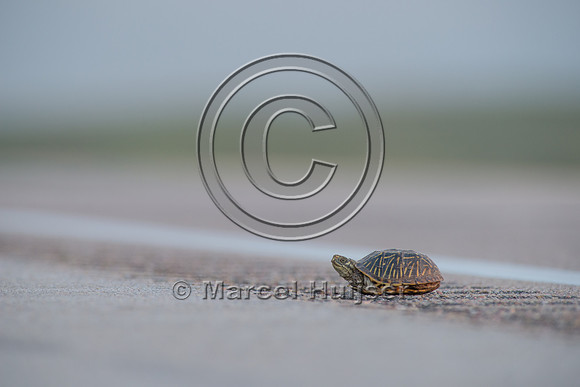 Ornate box turtle (Terrapene ornata ornata) on US Hwy 83 through