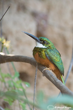 Rufous-tailed jacamar (Galbula ruficauda), Pantanal, Mato Grosso
