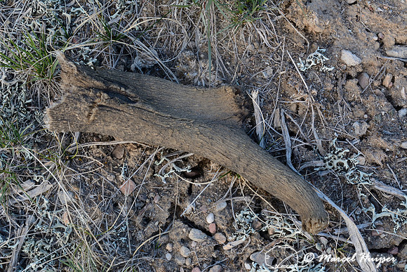 Shed horn of a pronghorn (Antilocapra americana), Montana, USA
