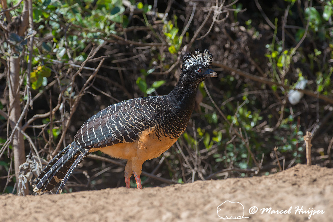Bare-faced curassow female (Crax fasciolata), Pantanal, Mato Gro