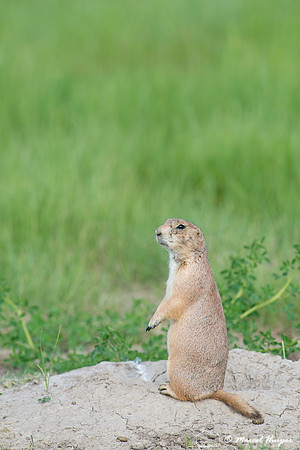Black-tailed prairie dog (Cynomys ludovicianus), South Dakota, U