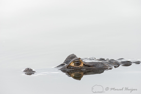Yacare caiman (Caiman yacare), Pantanal, Mato Grosso do Sul, Bra