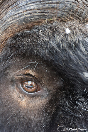Detail of Muskox  (Ovibos moschatus) in winter, Sweden, captive