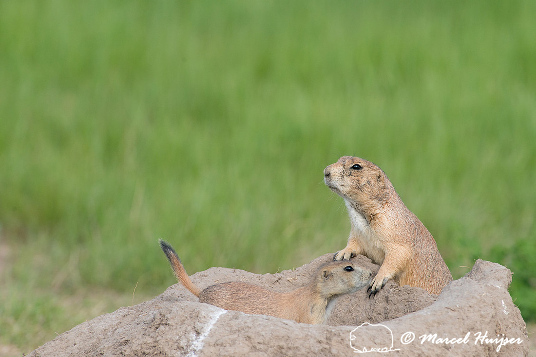 Black-tailed prairie dog (Cynomys ludovicianus), South Dakota, U