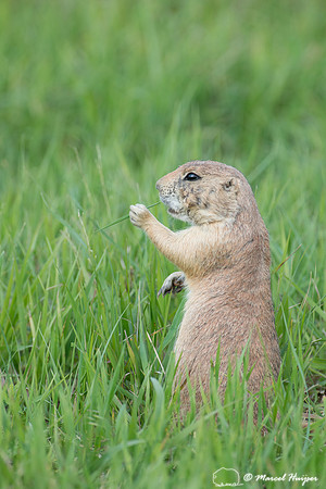 Black-tailed prairie dog (Cynomys ludovicianus), South Dakota, U