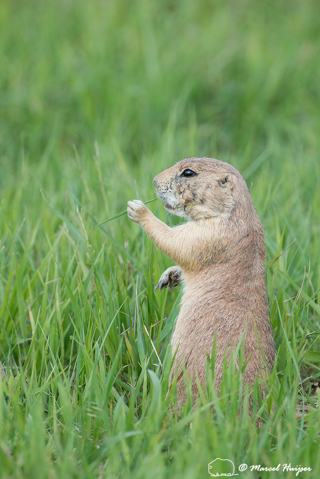 Black-tailed prairie dog (Cynomys ludovicianus), South Dakota, U